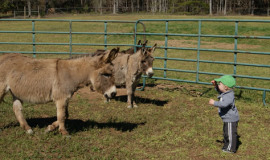 Local Labrador breeders also have donkeys