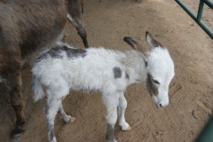 Bailiwick's first mini donkey