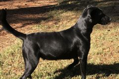 cayenne6_edited-1