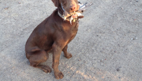 Labrador retriever chocolate