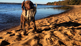 Shed hunting dog for sale