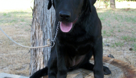 Best shed hunting dogs