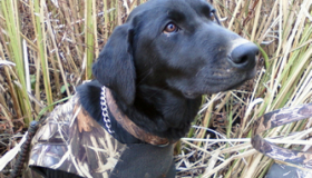 Working Labrador puppies for sale