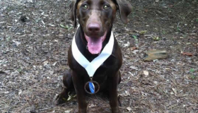 American lab puppies for sale