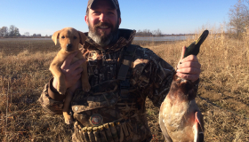 American lab breeders