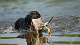 Duck hunting labs for sale