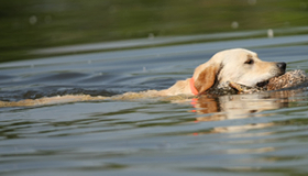 Labrador Retriever breeders