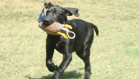 Labrador dog