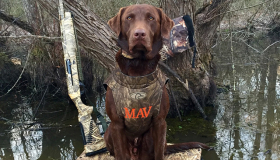 Chocolate lab puppies GA