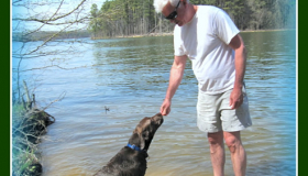 Purebred black Labrador puppies for sale