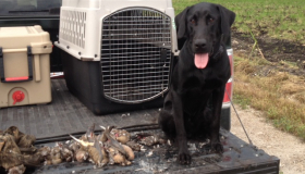 Labrador retriever puppies for sale online