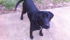 Purebred black labs for sale