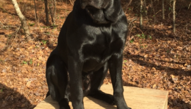 Working black Labrador puppies