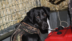 working gun dogs for sale
