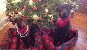 Champion Labrador Puppies For Sale