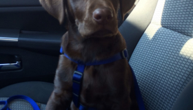 chocolate lab puppies breeders