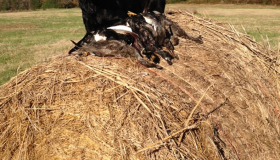 Duck hunting dogs for sale