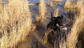 Labrador training