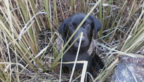 Working dog breeds