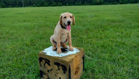 field champion lab puppies