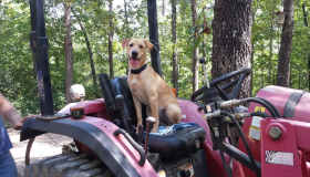 Yellow Labrador Retriever breeders