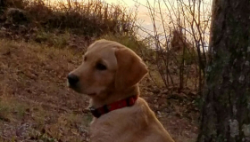 Yellow Labrador puppies for sale