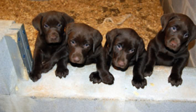 Labrador Retriever puppies for sale near me