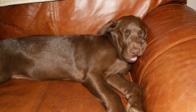 Chocolate lab puppies for sale in MD