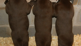 AKC chocolate labs for sale