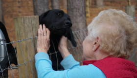 AKC Labrador Retriever breeders