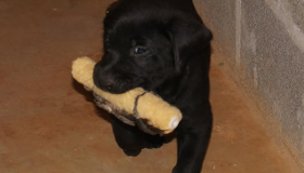 Black lab breeders