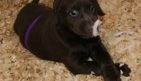 Chocolate lab puppies for sale in Georgia