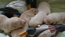 Golden Labrador breeders