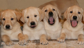 Golden Labrador breeders near me