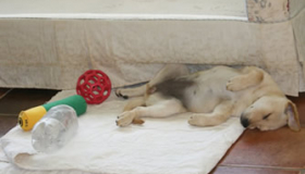 Golden Labrador hunting dog breeders