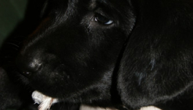 Started Labrador retrievers