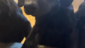 1pup