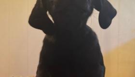 2pup