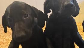 3pup