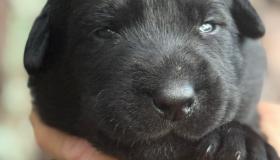 bree6