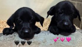 pups10