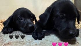 pups11