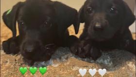 pups6