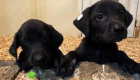 pups7