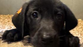 pups9