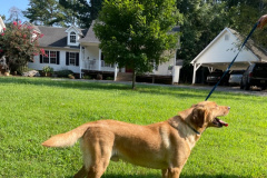 radley3