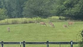 deer