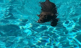 Look At me Swim