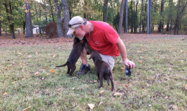 Early love and play makes for a devoted loving lab