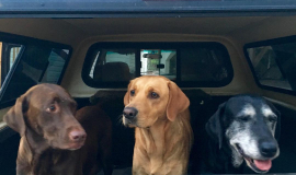 chocolate labs, yellow labs and black labs....it takes all of us to go shoppingl